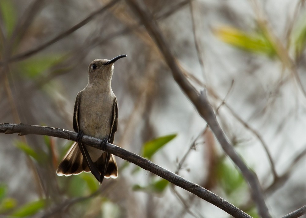 Tumbes Hummingbird - Lars Petersson | My World of Bird Photography