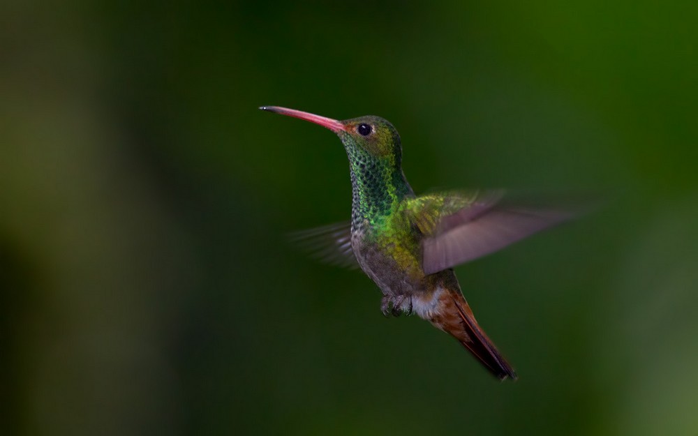Rufous-tailed Hummingbird - Lars Petersson | My World of Bird Photography