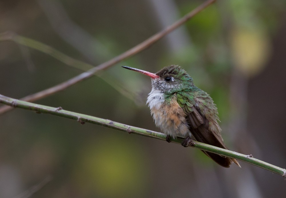 Amazilia Hummingbird - Lars Petersson | My World of Bird Photography