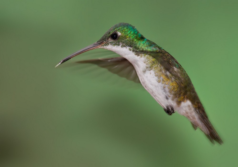 kolibřík andský - ML205988331