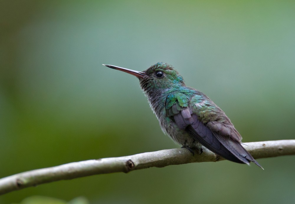 Blue-chested Hummingbird - Lars Petersson | My World of Bird Photography
