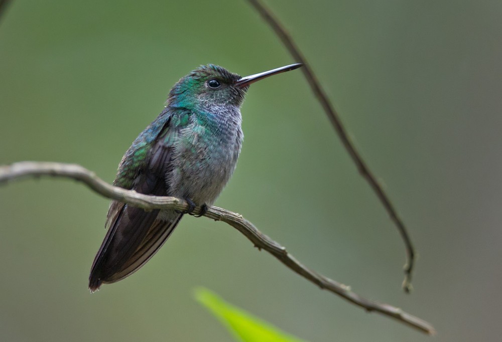 Blue-chested Hummingbird - ML205988371