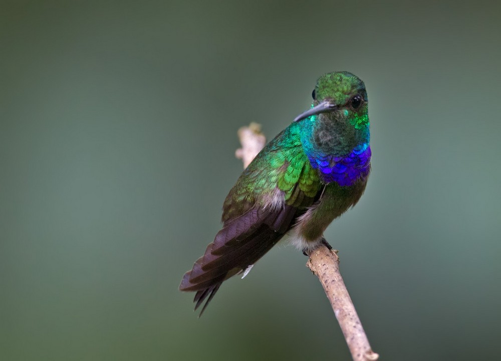 Purple-chested Hummingbird - Lars Petersson | My World of Bird Photography