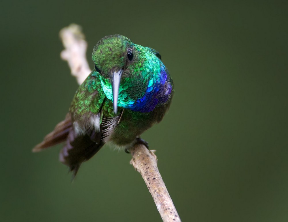 Purple-chested Hummingbird - Lars Petersson | My World of Bird Photography