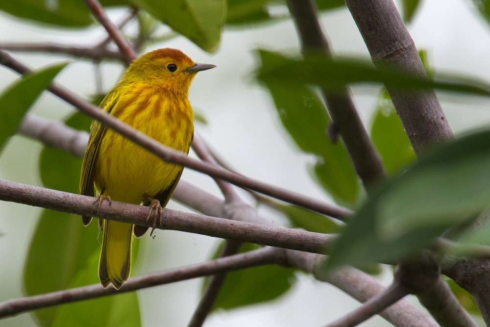 Yellow Warbler (Mangrove) - Lars Petersson | My World of Bird Photography