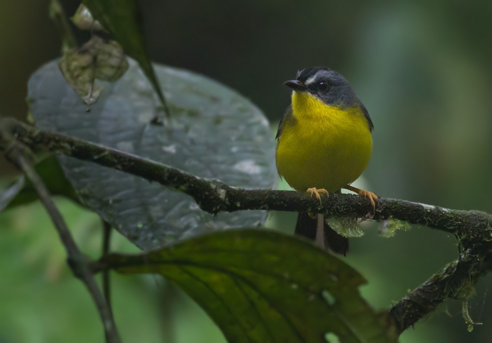 Gray-and-gold Warbler - ML205988541
