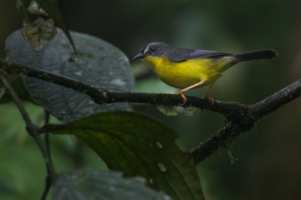 Gray-and-gold Warbler - Lars Petersson | My World of Bird Photography
