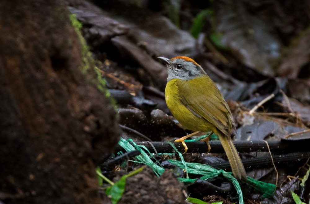 Russet-crowned Warbler - Lars Petersson | My World of Bird Photography