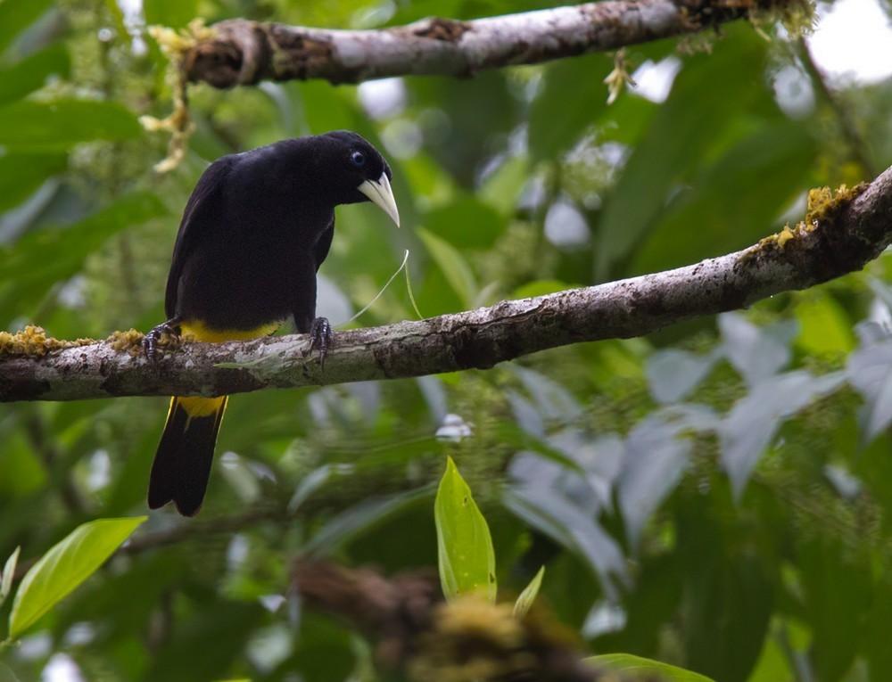 Yellow-rumped Cacique (Amazonian) - Lars Petersson | My World of Bird Photography