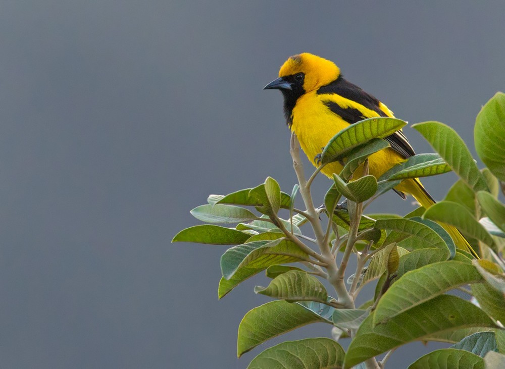 Yellow-tailed Oriole - Lars Petersson | My World of Bird Photography