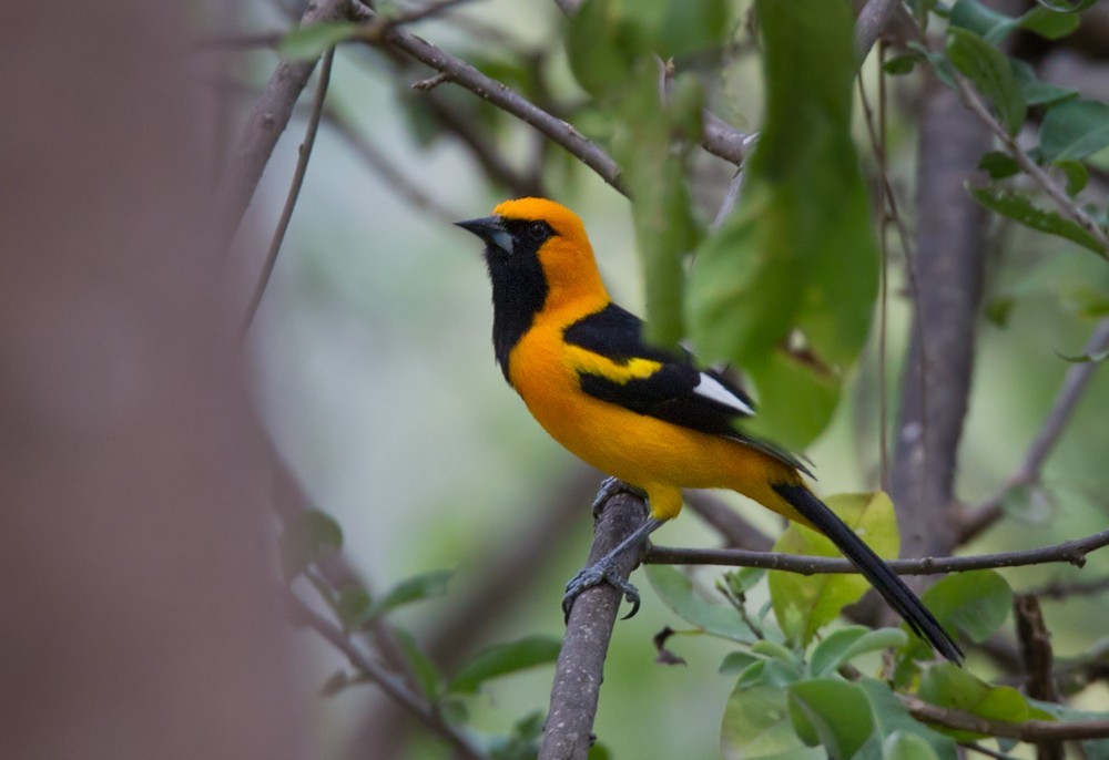 White-edged Oriole - Lars Petersson | My World of Bird Photography