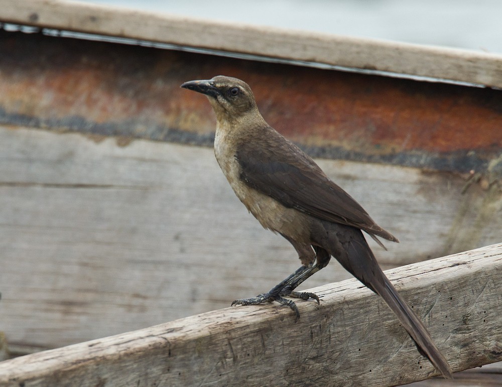 Great-tailed Grackle - ML205988641