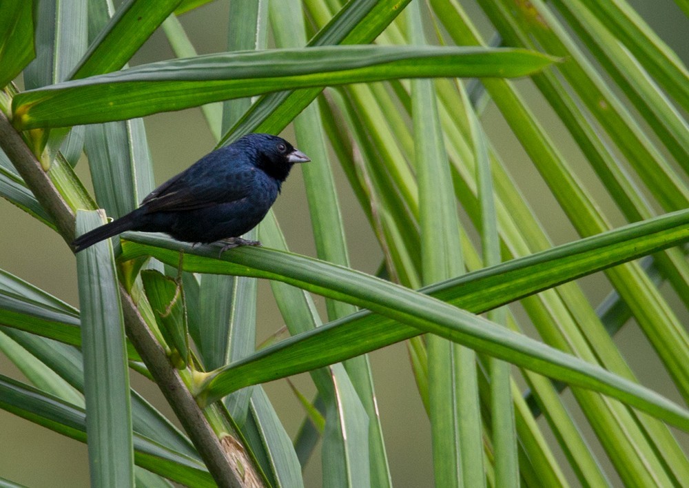 Blue-black Grassquit - Lars Petersson | My World of Bird Photography