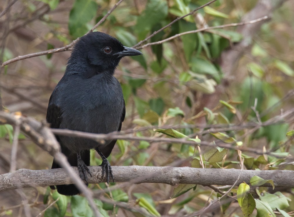 Slate-colored Boubou - Lars Petersson | My World of Bird Photography