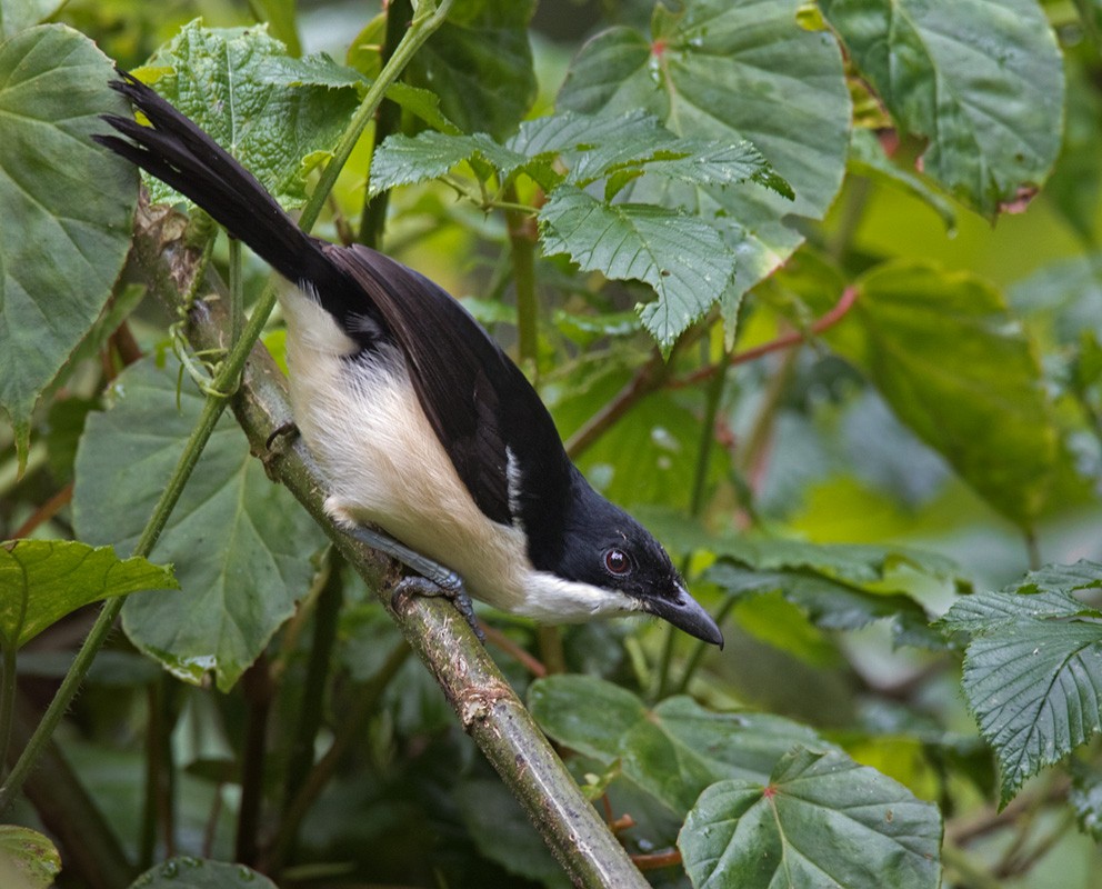 Tropical Boubou - Lars Petersson | My World of Bird Photography