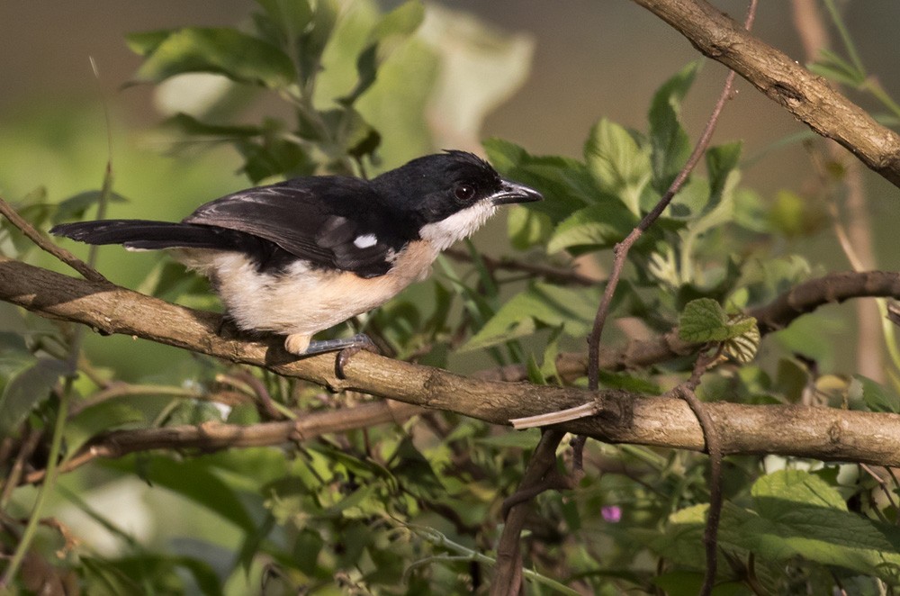 Tropical Boubou - Lars Petersson | My World of Bird Photography