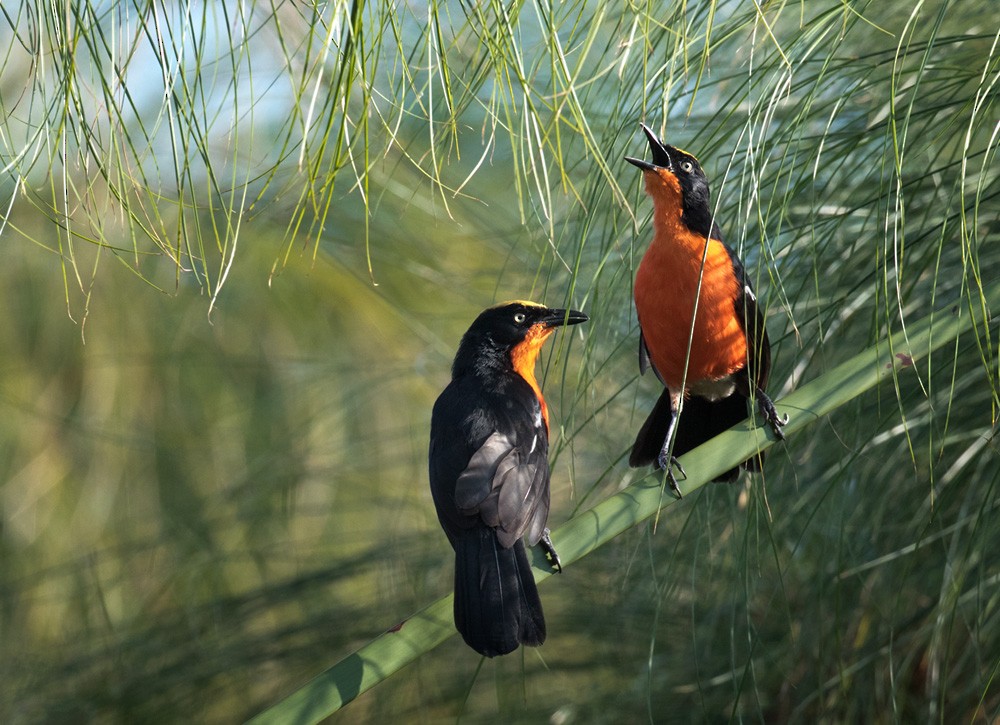Papyrus Gonolek - Lars Petersson | My World of Bird Photography