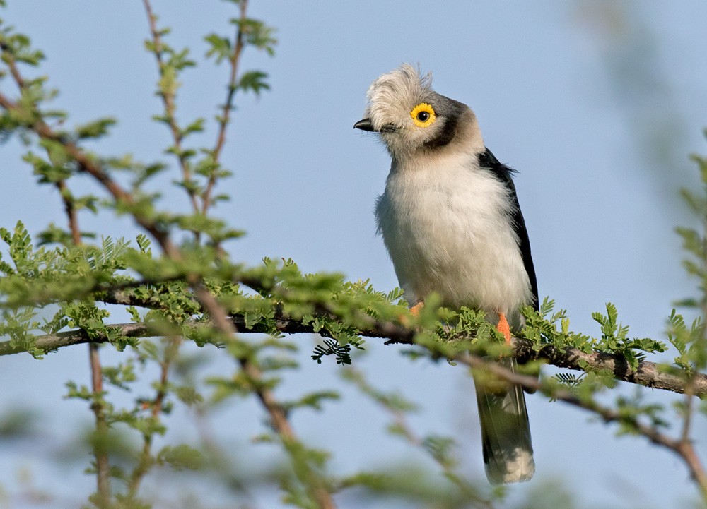 White Helmetshrike (Yellow-eyed) - ML205988941