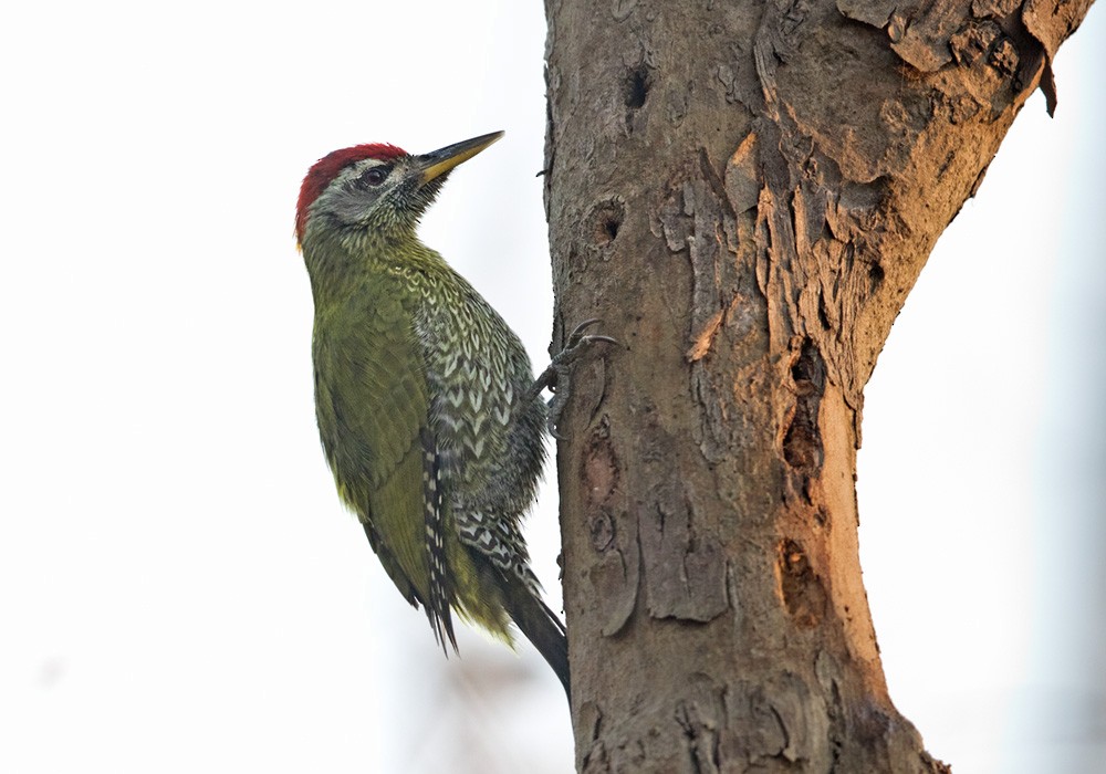 Streak-throated Woodpecker - Lars Petersson | My World of Bird Photography
