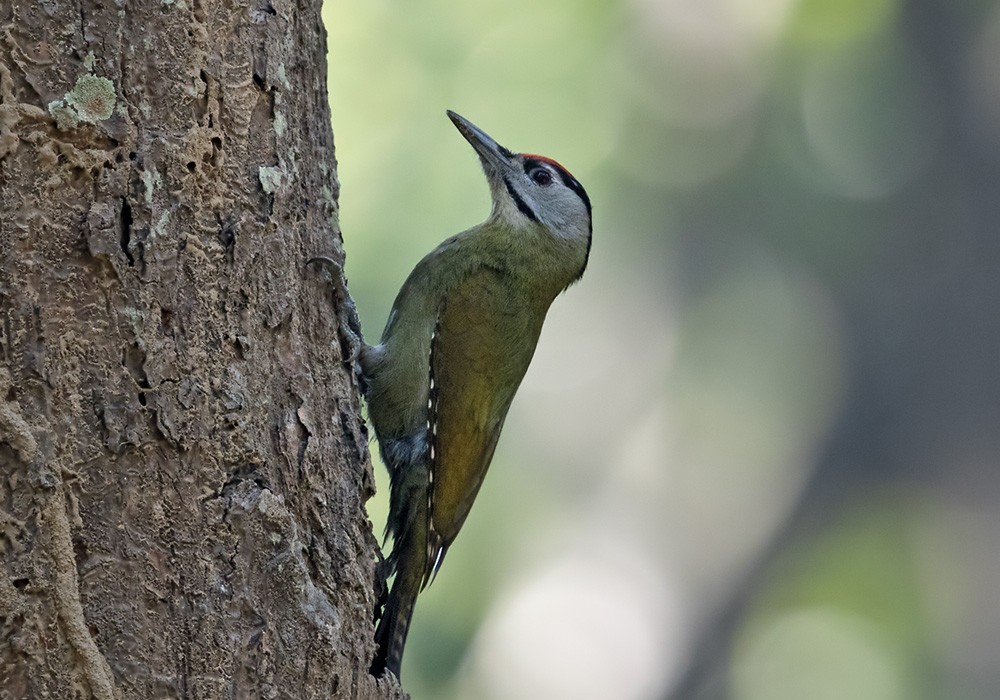 Gray-headed Woodpecker (Black-naped) - Lars Petersson | My World of Bird Photography