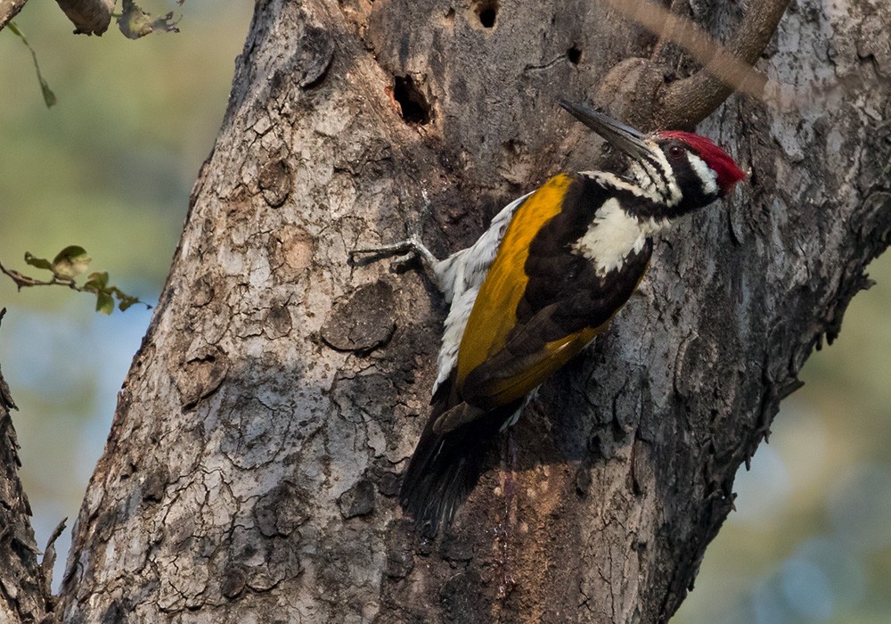 White-naped Woodpecker - Lars Petersson | My World of Bird Photography
