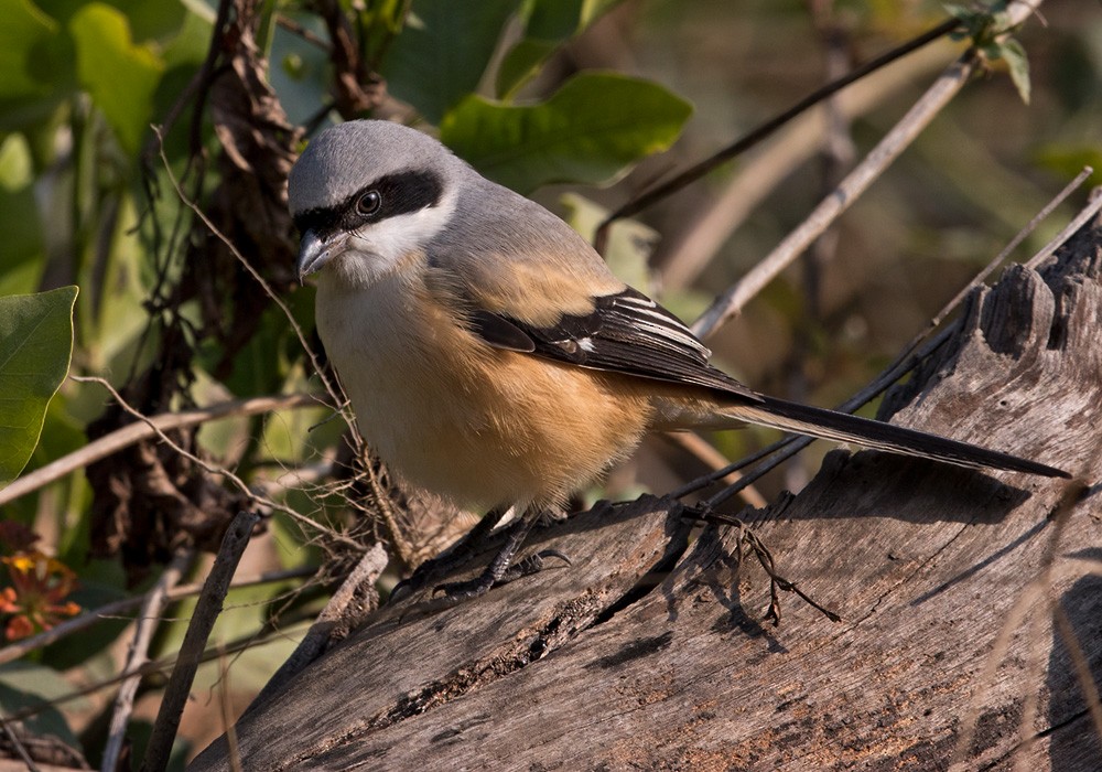 Long-tailed Shrike (erythronotus/caniceps) - Lars Petersson | My World of Bird Photography