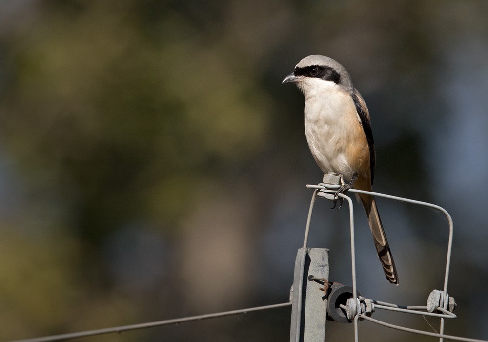 Long-tailed Shrike (erythronotus/caniceps) - Lars Petersson | My World of Bird Photography