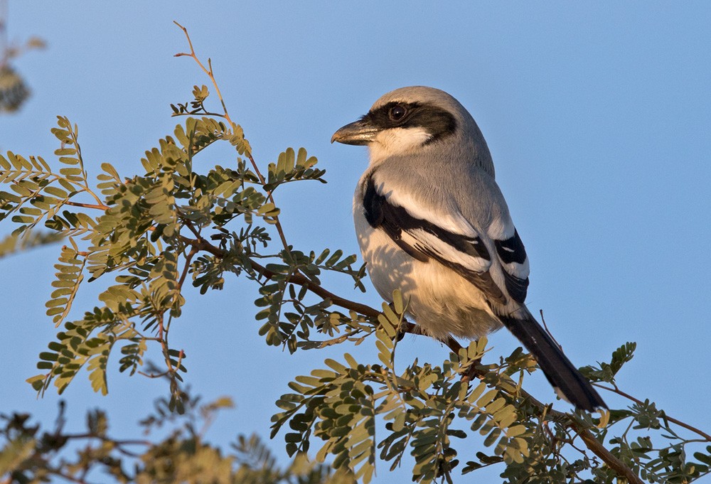 Great Gray Shrike (Indian) - Lars Petersson | My World of Bird Photography