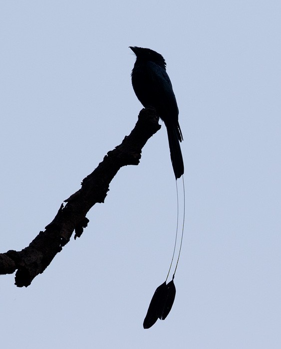 Lesser Racket-tailed Drongo - ML205989281