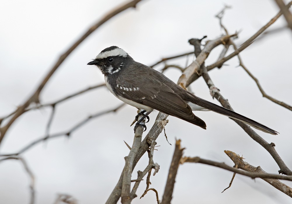 White-browed Fantail - Lars Petersson | My World of Bird Photography