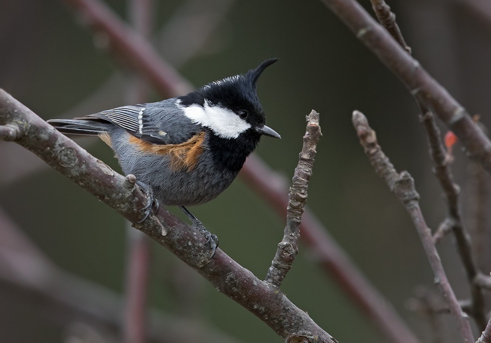 Coal Tit (Black-crested) - Lars Petersson | My World of Bird Photography