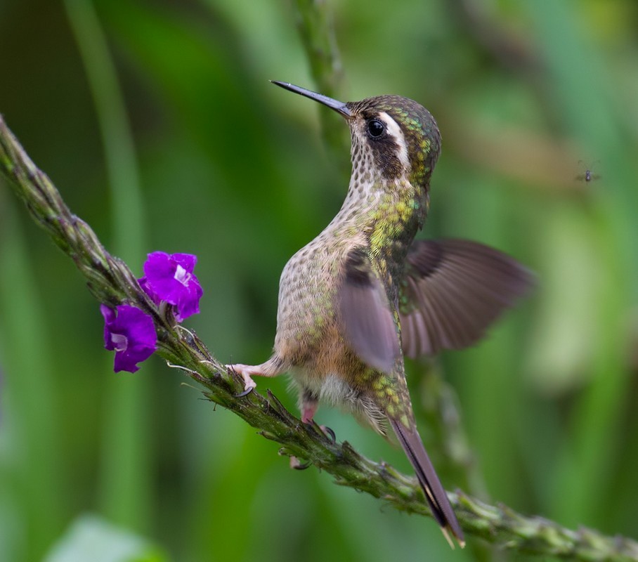 Speckled Hummingbird - Lars Petersson | My World of Bird Photography