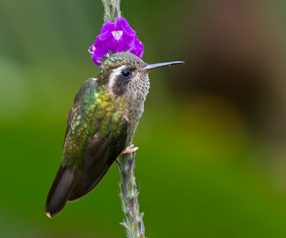 Speckled Hummingbird - ML205989601