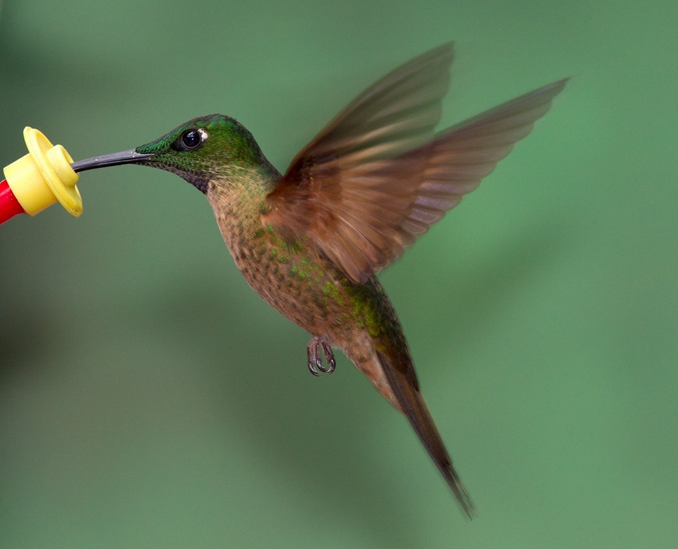 kolibřík hnědobřichý - ML205989621