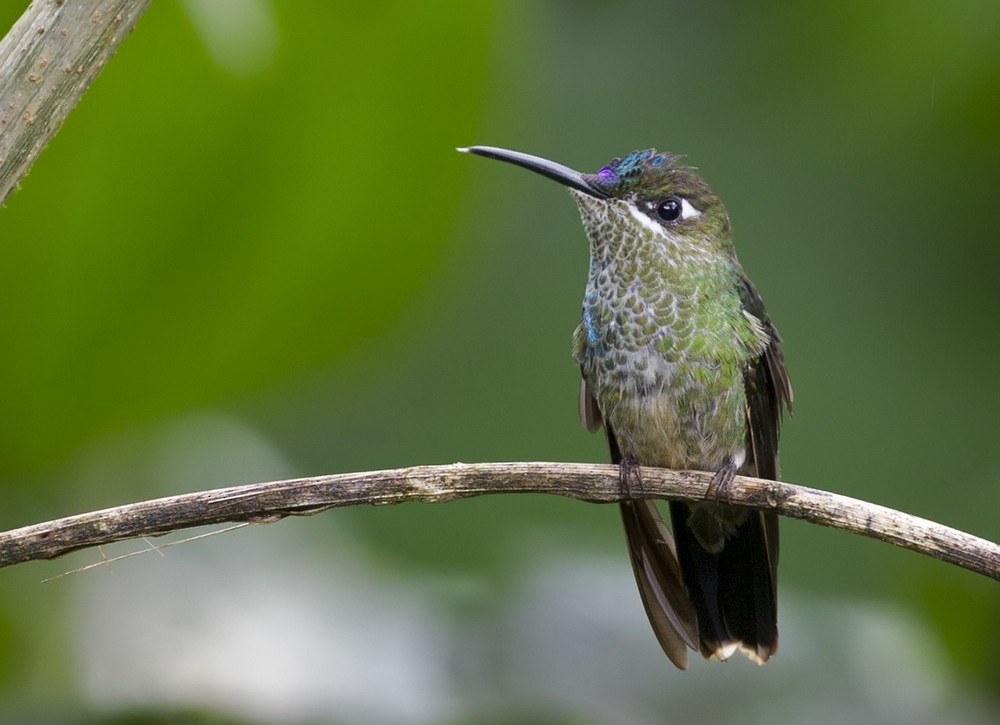 Violet-fronted Brilliant - Lars Petersson | My World of Bird Photography