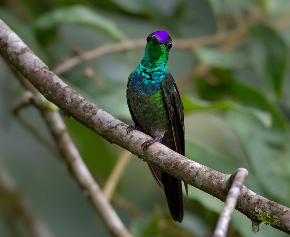Violet-fronted Brilliant - Lars Petersson | My World of Bird Photography