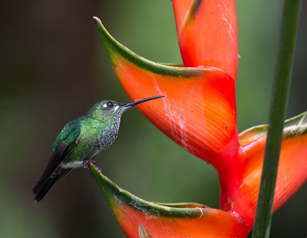 Green-crowned Brilliant - Lars Petersson | My World of Bird Photography