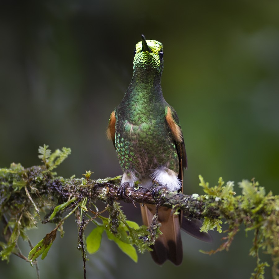 Buff-tailed Coronet - Lars Petersson | My World of Bird Photography