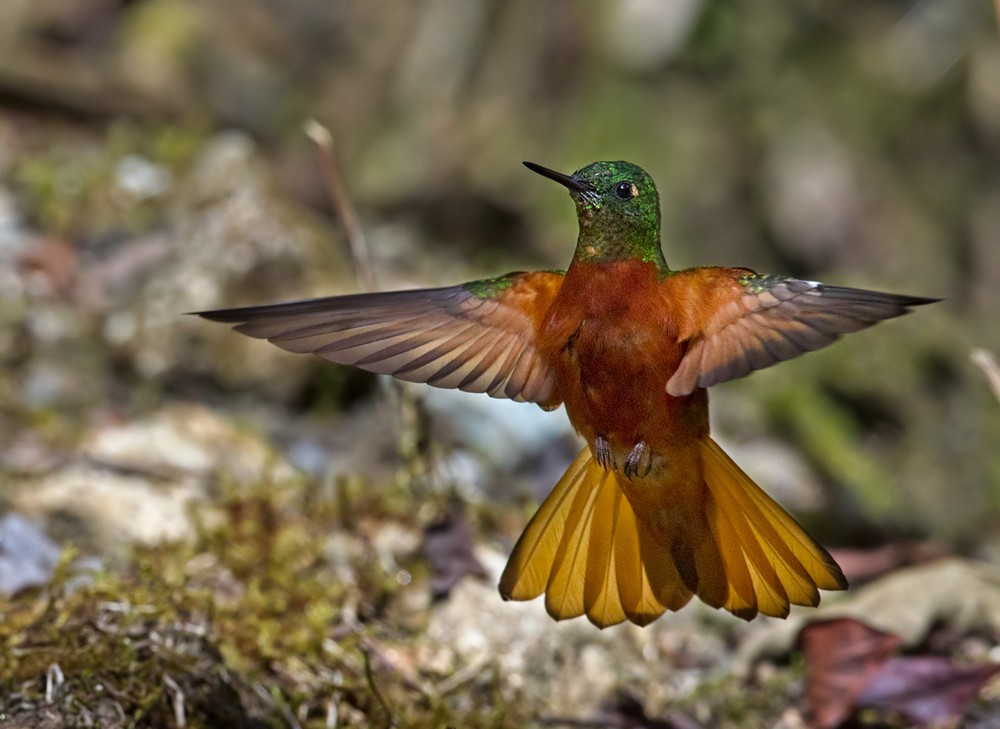 Chestnut-breasted Coronet - Lars Petersson | My World of Bird Photography