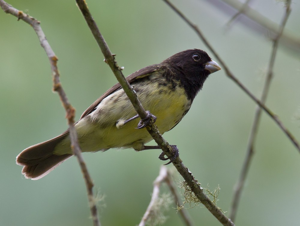 Yellow-bellied Seedeater - Lars Petersson | My World of Bird Photography