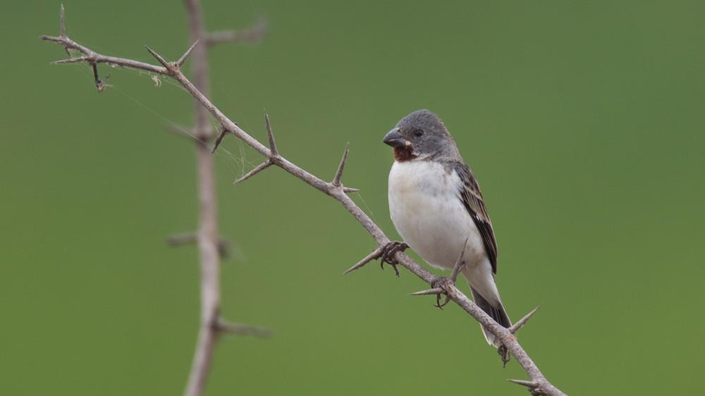 Chestnut-throated Seedeater - Lars Petersson | My World of Bird Photography