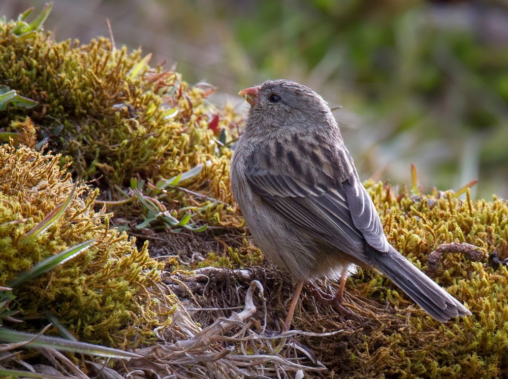 Plain-colored Seedeater - Lars Petersson | My World of Bird Photography
