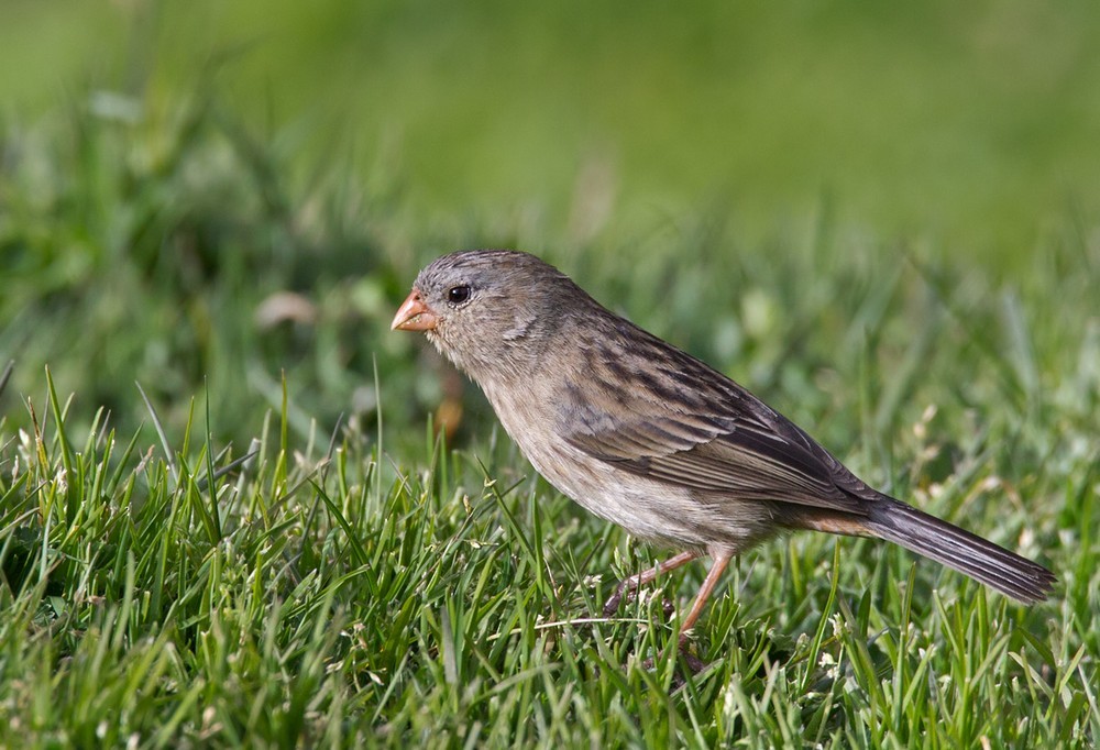 Plain-colored Seedeater - Lars Petersson | My World of Bird Photography