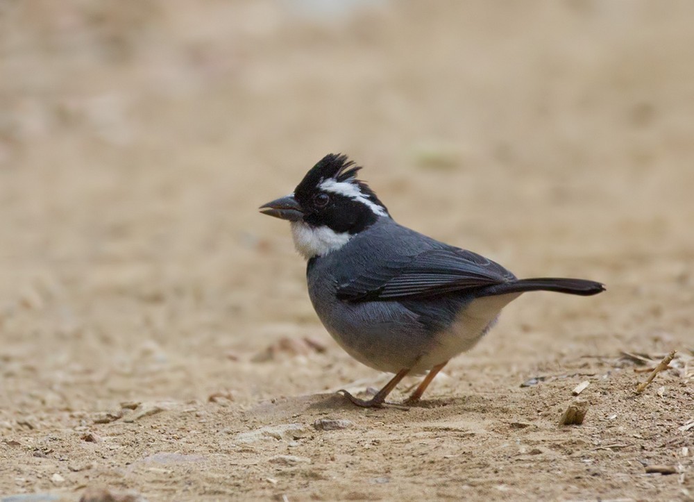 Black-capped Sparrow (Black-capped) - Lars Petersson | My World of Bird Photography