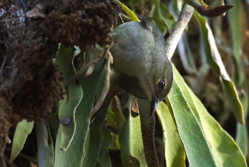 Green Sunbird (Gray-throated) - Lars Petersson | My World of Bird Photography
