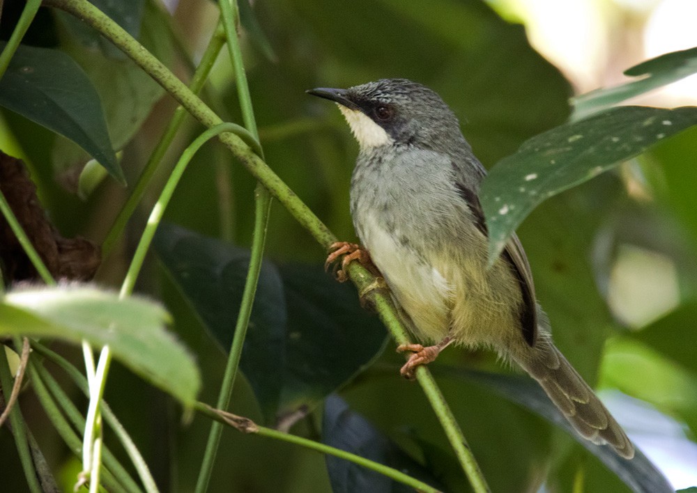 White-chinned Prinia - Lars Petersson | My World of Bird Photography