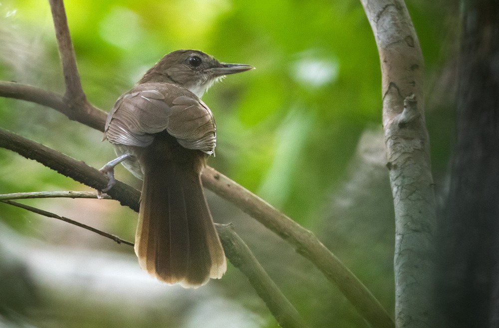 Terrestrial Brownbul - Lars Petersson | My World of Bird Photography