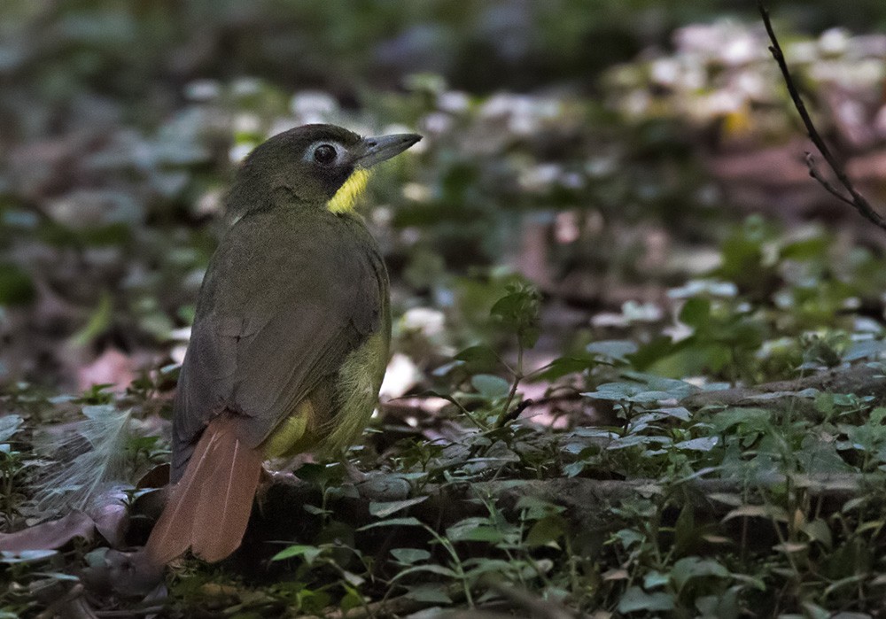 Red-tailed Bristlebill - Lars Petersson | My World of Bird Photography