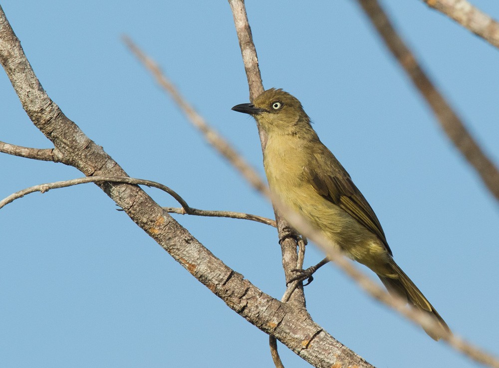 Sombre Greenbul - Lars Petersson | My World of Bird Photography
