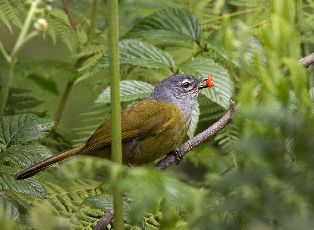 Eastern Mountain Greenbul (Olive-breasted) - Lars Petersson | My World of Bird Photography
